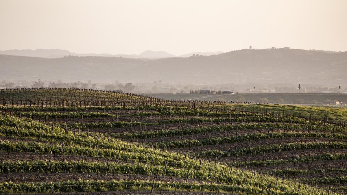 Golden rolling hills of Paso Robles at sunset, showcasing the serene beauty of wine country in the fall season—a perfect backdrop for upcoming events and partnerships with Serial Wines.